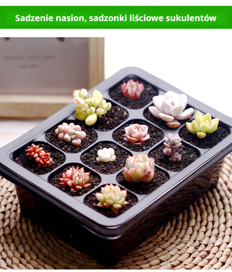 Lekka i wytrzymała plastikowa skrzynka na sadzonki