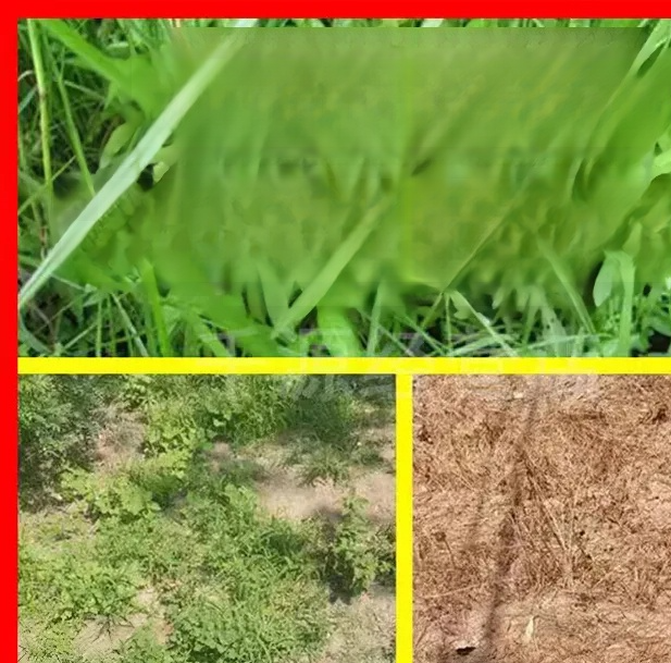 고농도 옥살아민 제초제