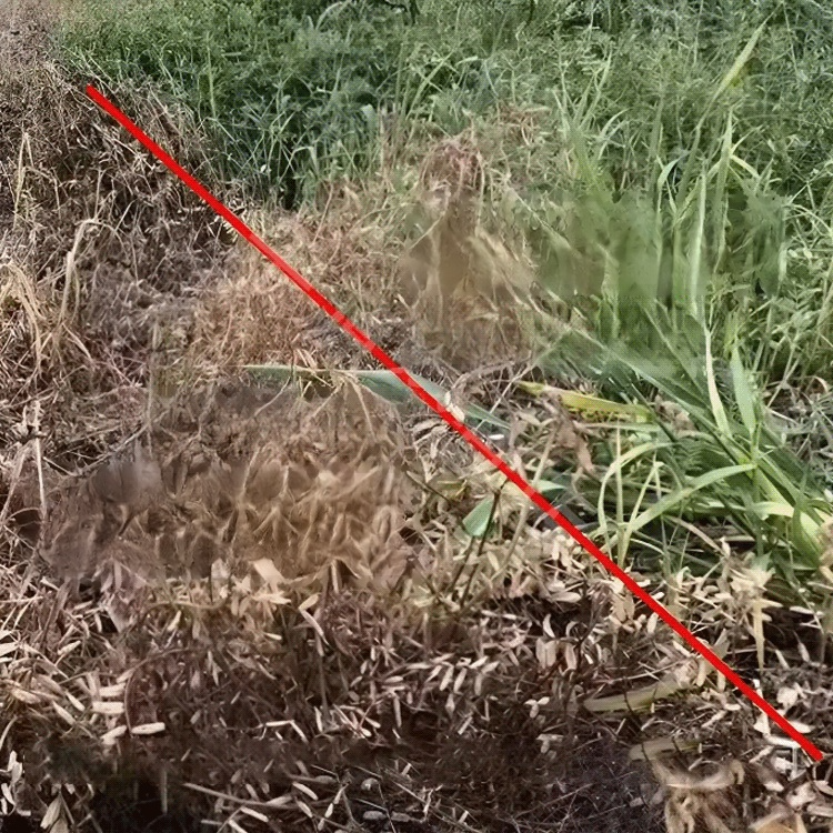 【농림축산식품부 도입 제품】 한 번에 제거, 2년 동안 새로운 잡초 없음, 지속적인 효과