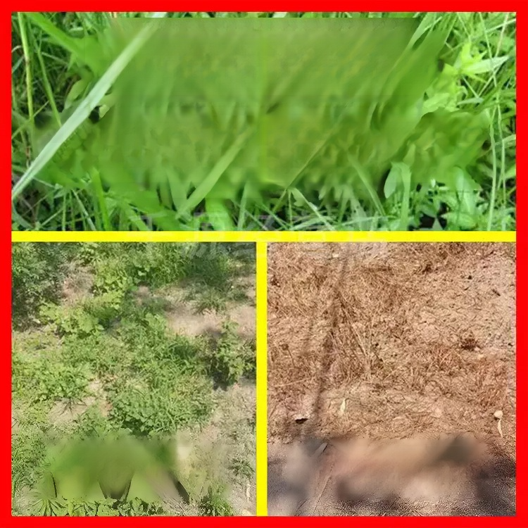 【농림축산식품부 도입 제품】 한 번에 제거, 2년 동안 새로운 잡초 없음, 지속적인 효과