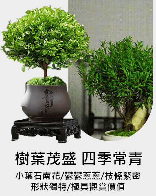 小葉赤楠植物盆栽