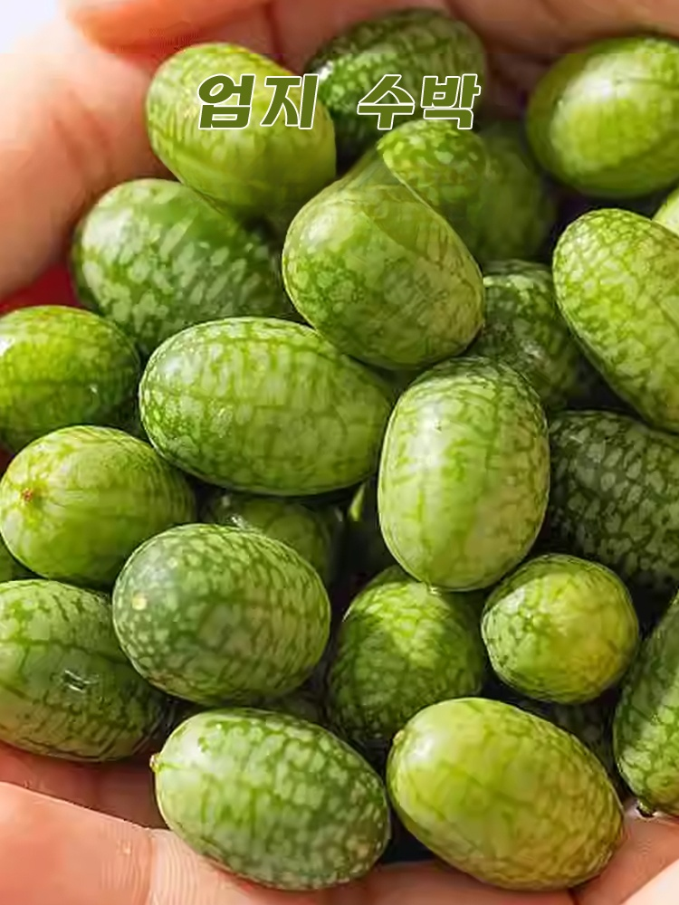 【쉽게 재배】엄지 수박 씨앗