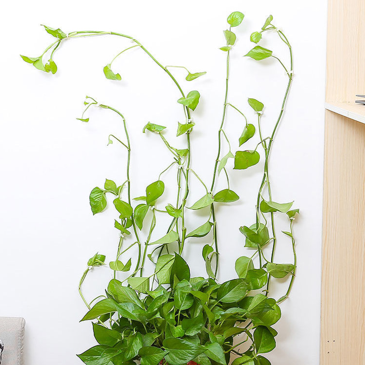 Držák na upevnění popínavých rostlin na zeď