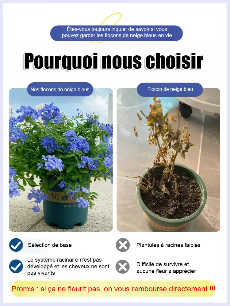 Graines de Plumbago rampant, floraison toute l'année, parfum envoûtant
