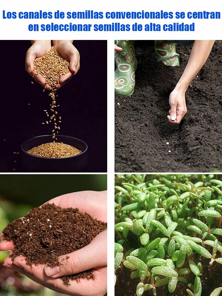 Semillas de rosa azul encantada