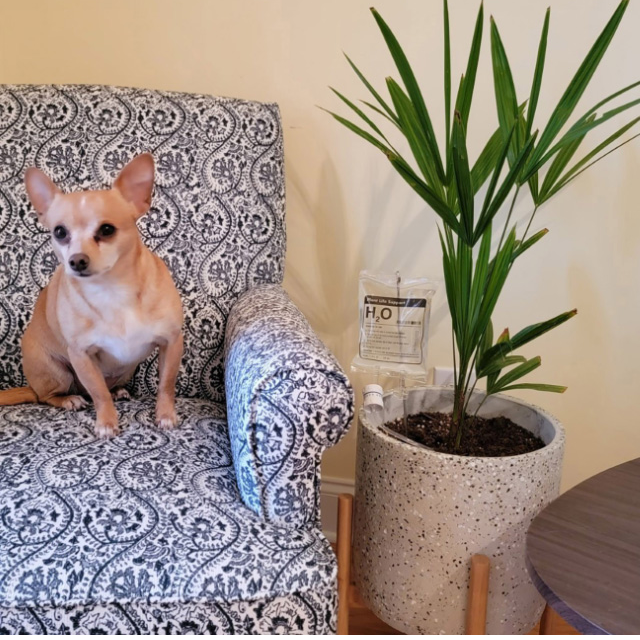 Domácí automatický zavlažovací stroj