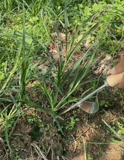 Usuwanie chwastów narzędziem ze stali nierdzewnej