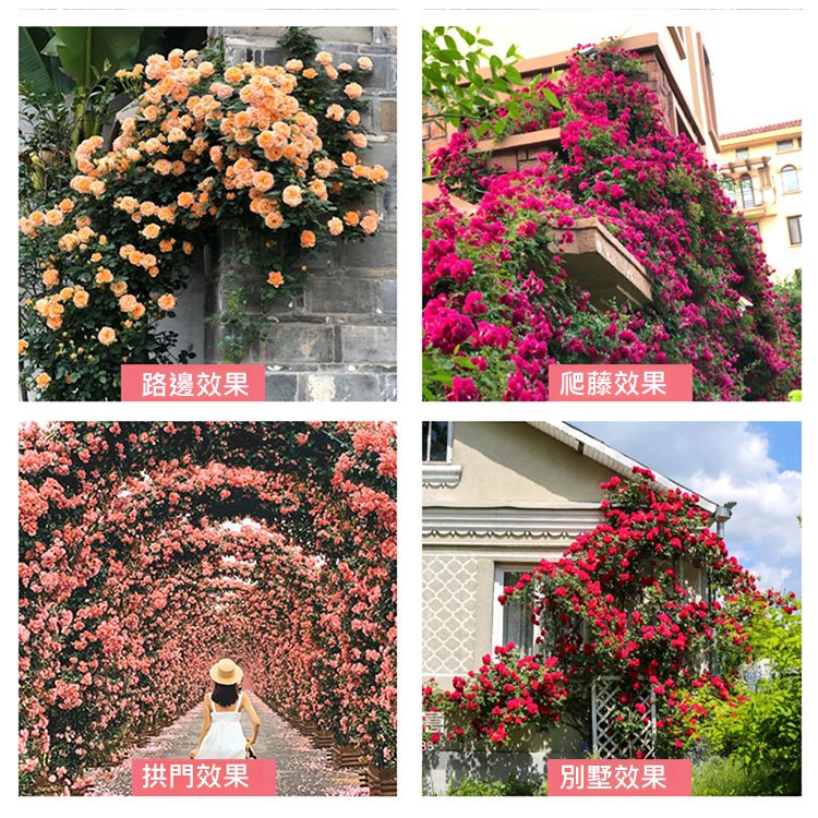 【全年開花】爬藤薔薇花種子