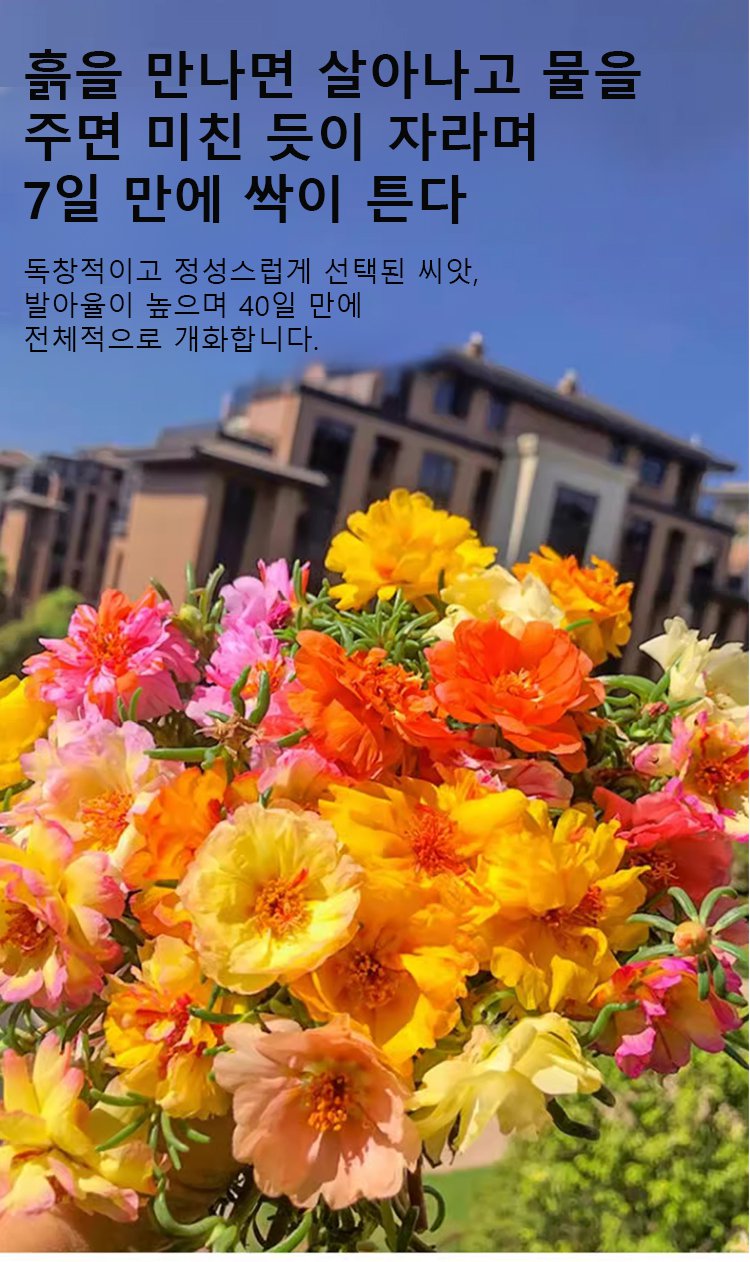 다양한 색상의 겹꽃잎 채송화 꽃