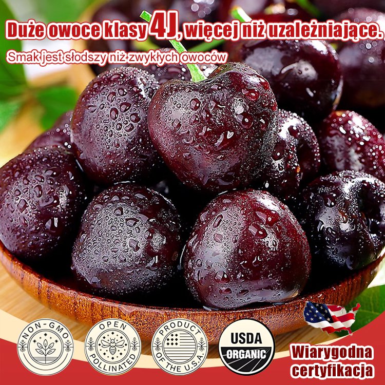 Wszystkie importowane nasiona wiśni