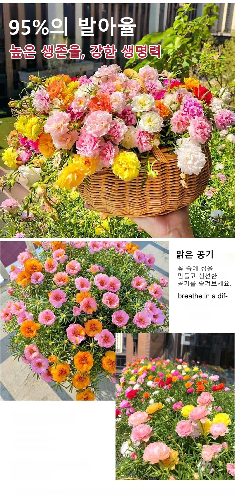 정원에 심은 겹꽃잎 채송화 모습