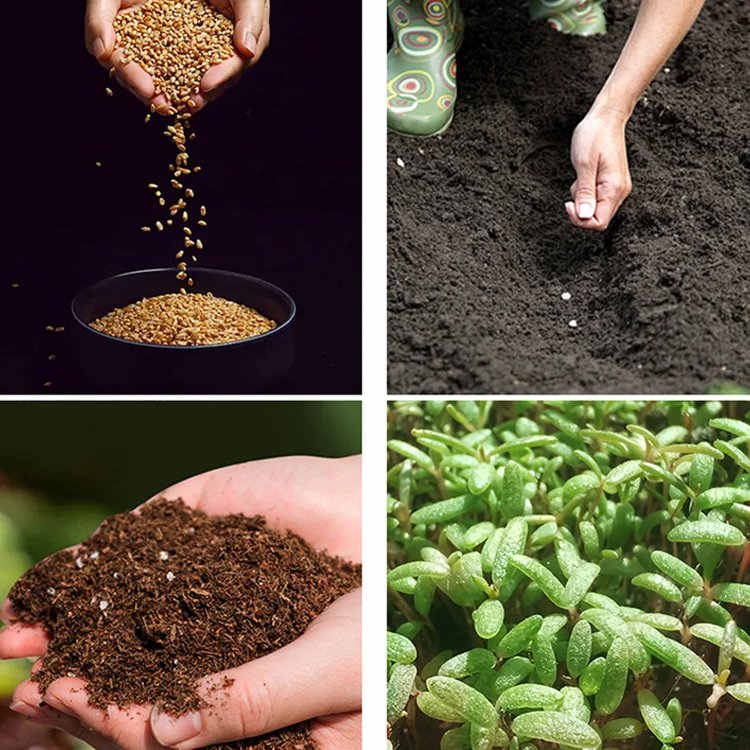 【全年開花】爬藤薔薇花種子