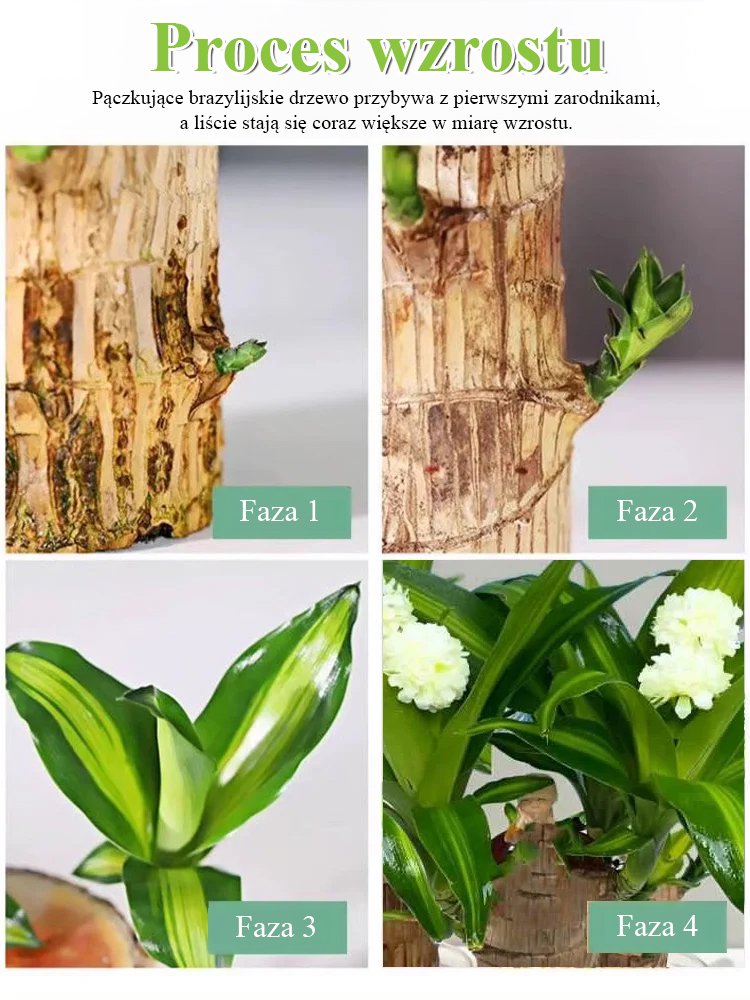 【Szczęście się odwraca】Hydroponiczna szczęśliwa roślina w doniczce