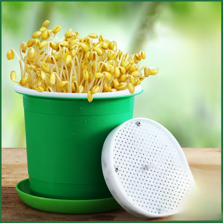 맥반석 콩나물 재배기