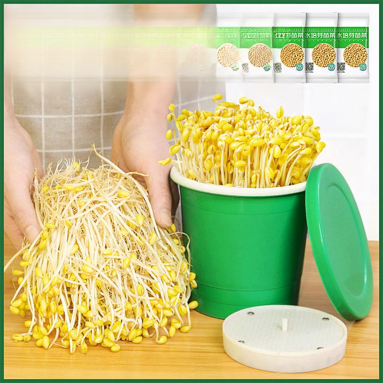 맥반석 콩나물 재배기