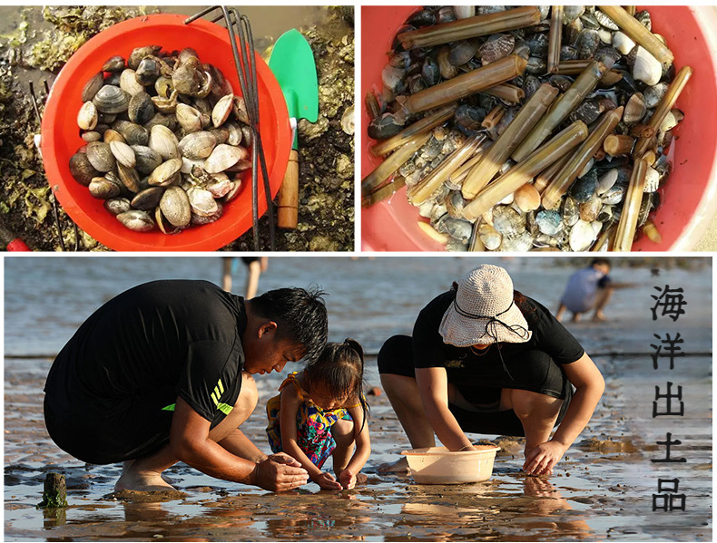 長いビーチレーキで貝殻を拾う様子