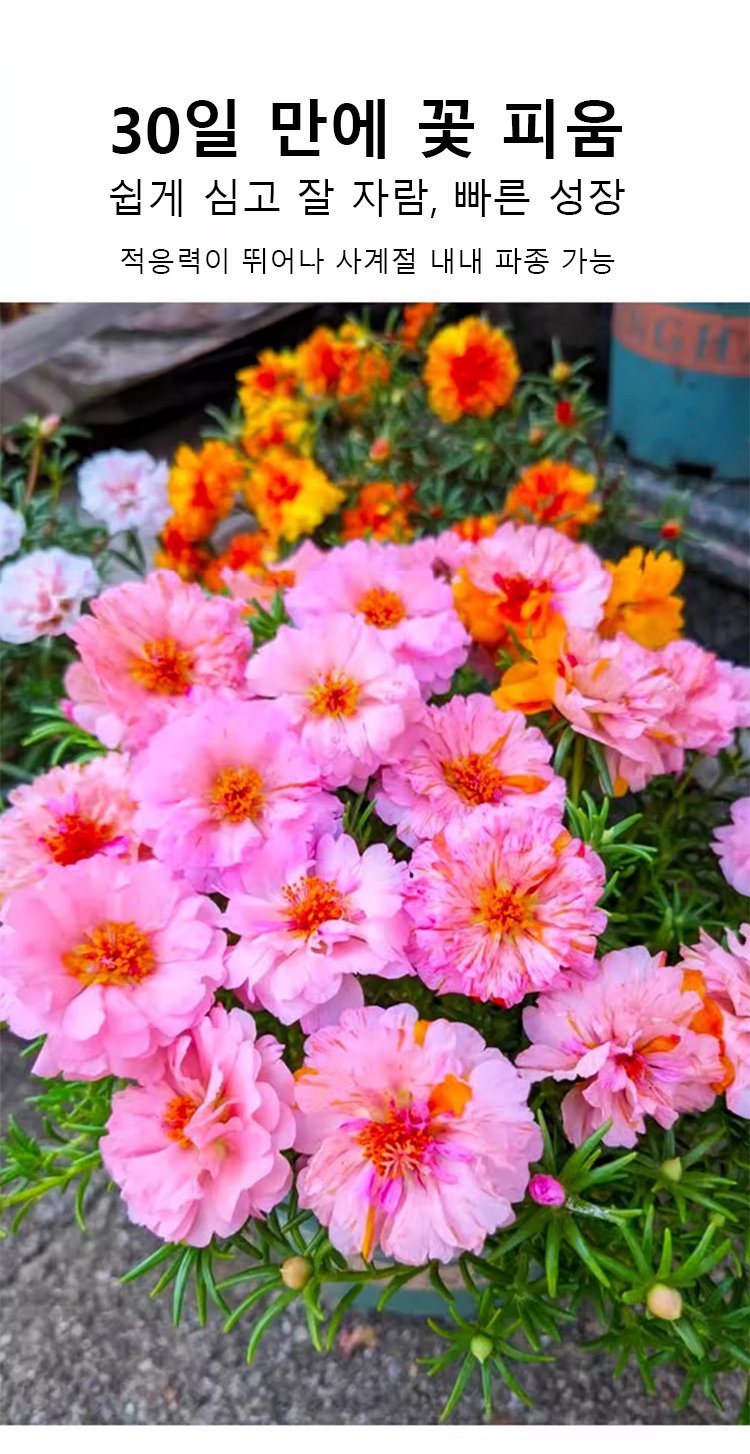 베란다 화분에서 자라는 채송화