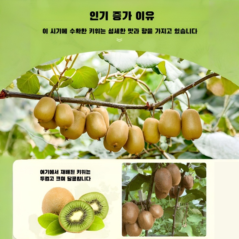 말린 치과류 통조림의 제왕 키위 말린 과일 지방 말린 과일의 적 아이보리 조각