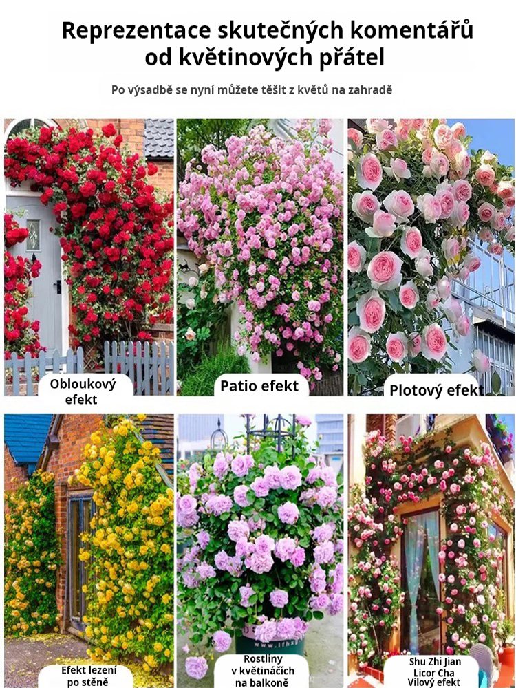 JC-【Celoroční kvetení】Semena květu růže plazivé
