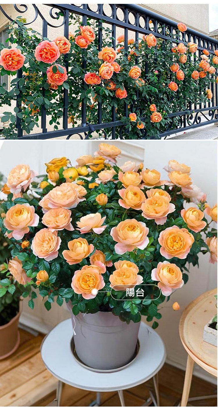 翻译件-JC-【全年开花】爬藤蔷薇花种子-1189715-系统_05.jpg