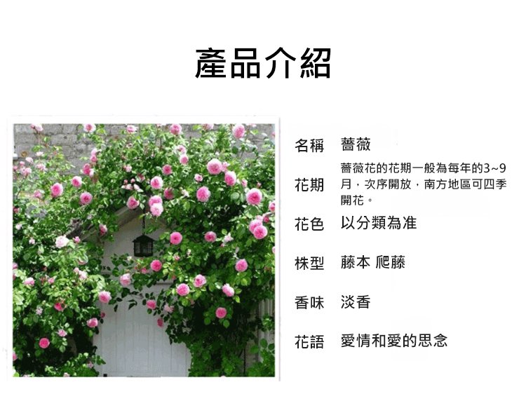 翻译件-JC-【全年开花】爬藤蔷薇花种子-1189715-系统_14.jpg