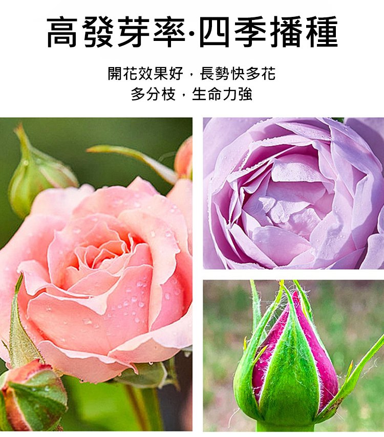 翻译件-JC-【全年开花】爬藤蔷薇花种子-1189715-系统_04.jpg