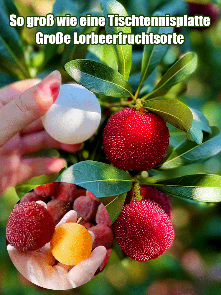 Pflanzen von Dongkui-Lorbeersamen in Hausgärten