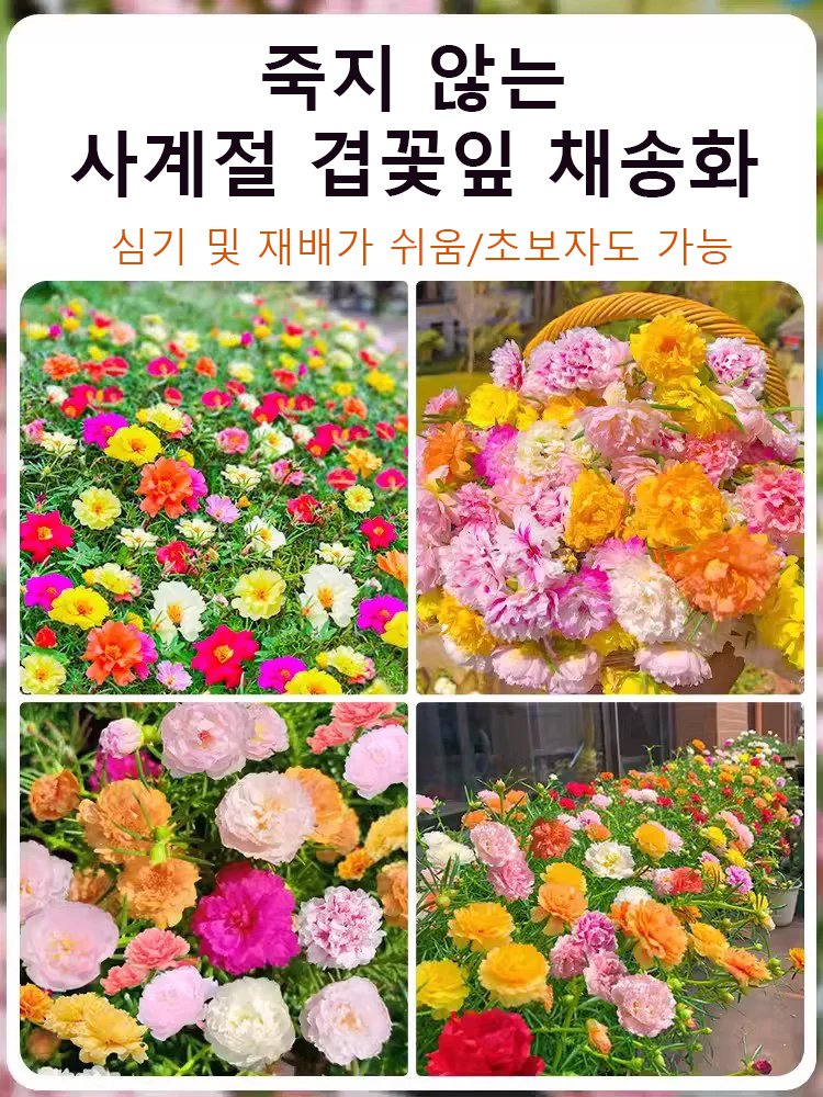 사계절 겹꽃잎 채송화 씨앗