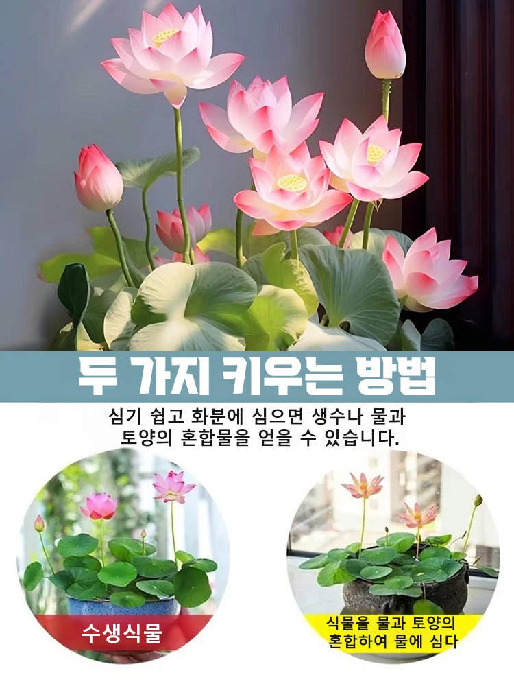 【 -20℃까지정상 개화 가능】겨울철 관상용 수경 재배 연꽃 씨앗