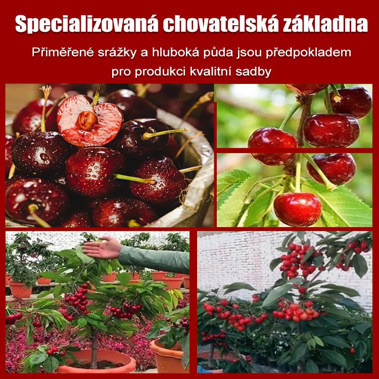 Dovezená semena chilské třešně