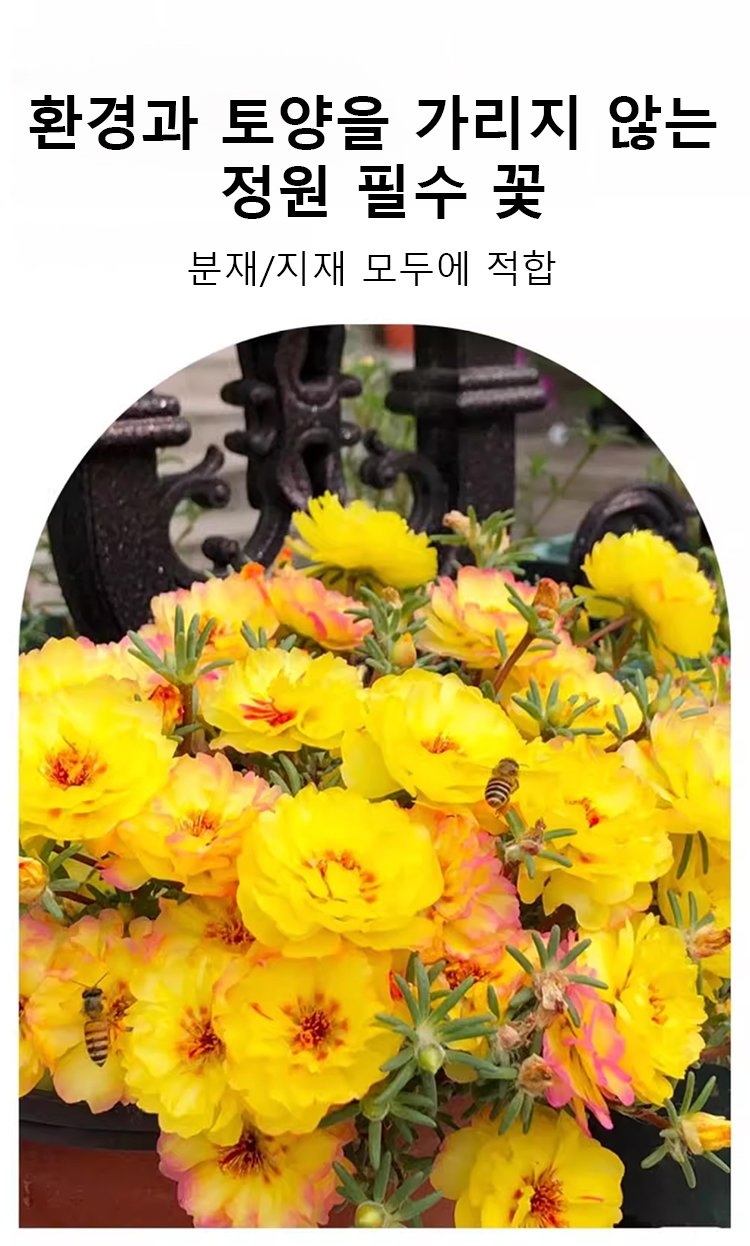 화단을 장식한 겹꽃잎 채송화