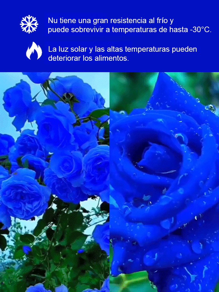 Semillas de rosa azul encantada