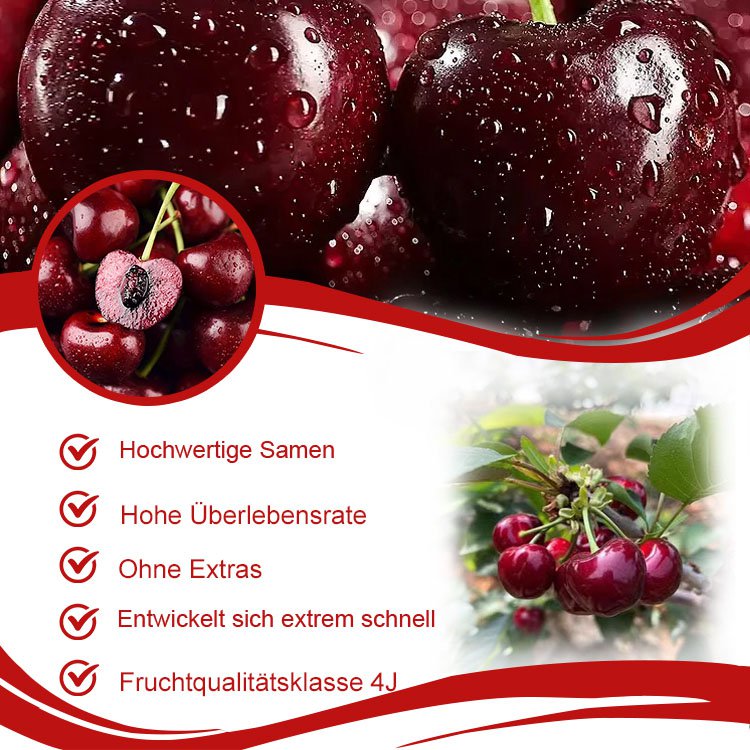 Importierte chilenische Chelsea-Samen