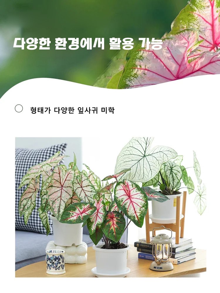 【다양한 색상 선택 가능】칼라듐 원예 씨앗