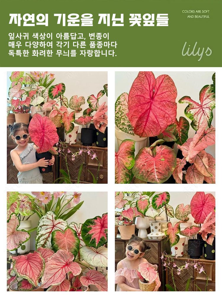 【다양한 색상 선택 가능】칼라듐 원예 씨앗