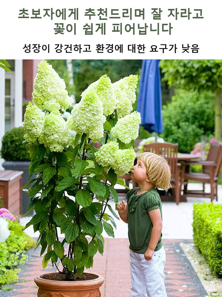 사계절 개화 딸기 수국 씨앗