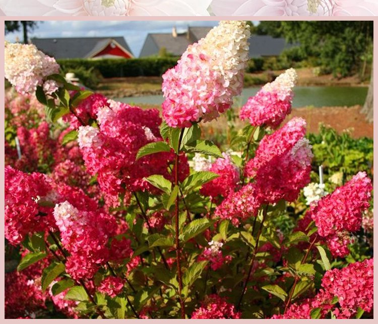 翻译件-JS-四季开花草莓绣球花种-1268048_02.jpg
