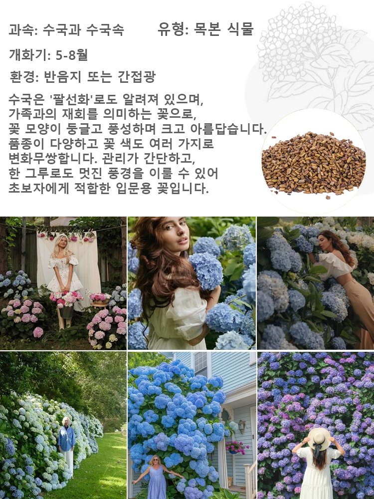 사계절 개화 딸기 수국 씨앗