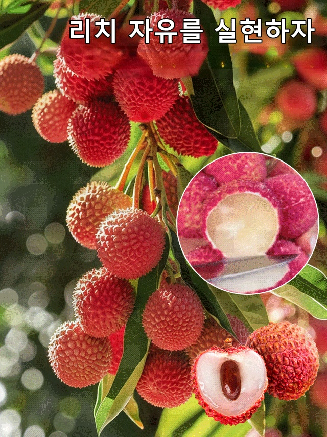 고품질 리치 씨앗