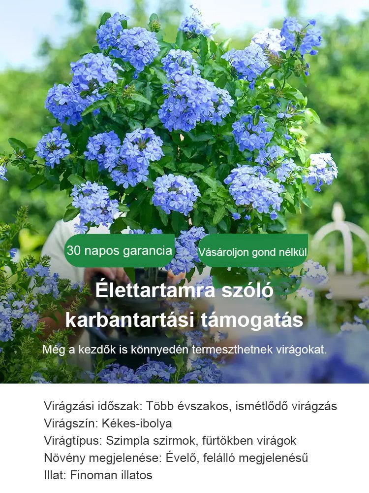 【Több ezer kilométeren át illatos】Kék hópehely magok