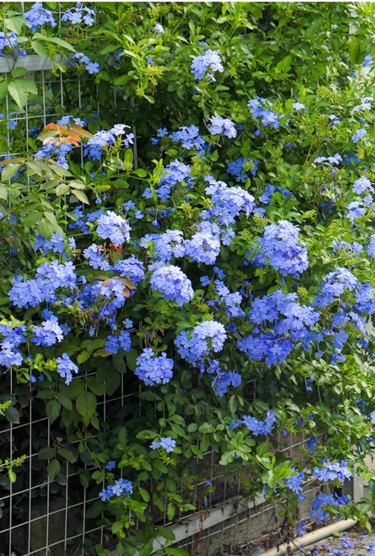 翻译件-JS-【飘香万里】四季开花蓝雪花爬藤种子-1266983-系统_13.jpg