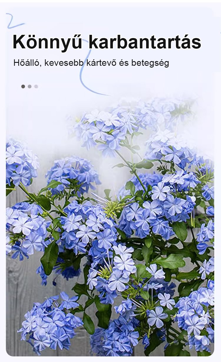 翻译件-JS-【飘香万里】四季开花蓝雪花爬藤种子-1266983-系统_11.jpg