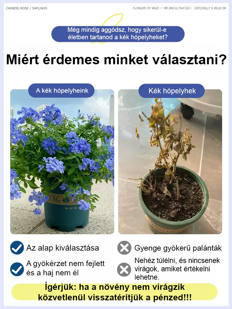 【Több ezer kilométeren át illatos】Kék hópehely magok