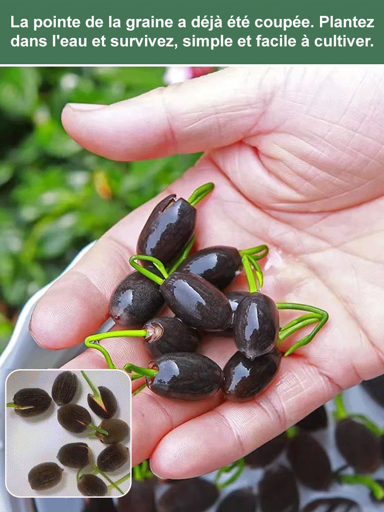 [Taux de germination très élevé] Lotus de la coupe de la chance