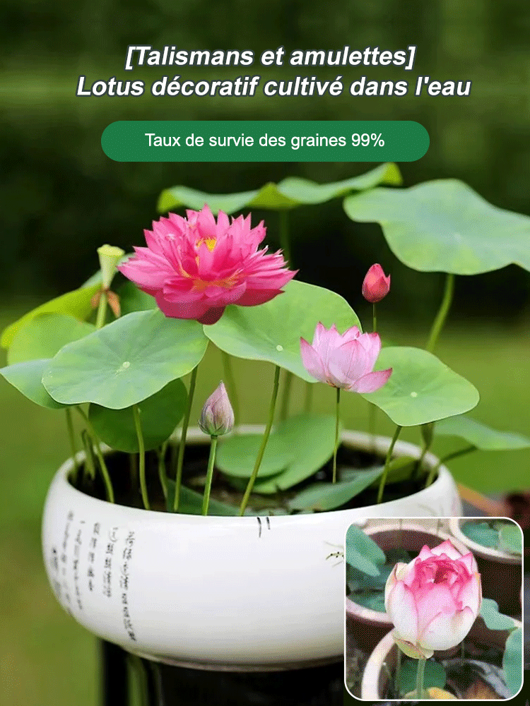 [Taux de germination très élevé] Lotus de la coupe de la chance