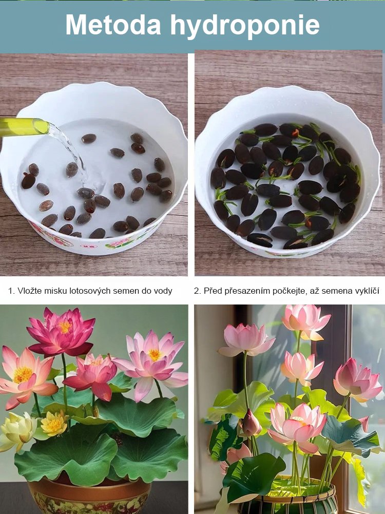 【Překládka štěstí】 Okrasná hydroponická mísa lotos