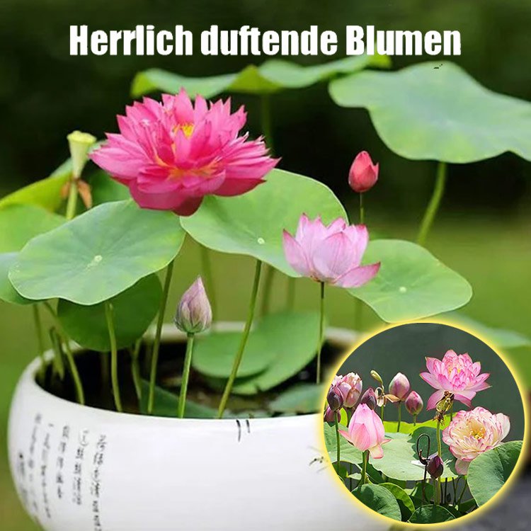 【Glücksbringer】Dekorative Wasserkulturlotus.
