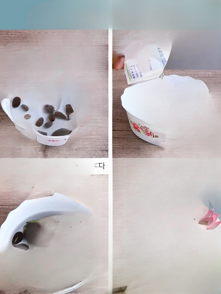 관상용 수경 재배 연꽃 씨앗