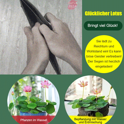 【Glücksbringer】Dekorative Wasserkulturlotus.