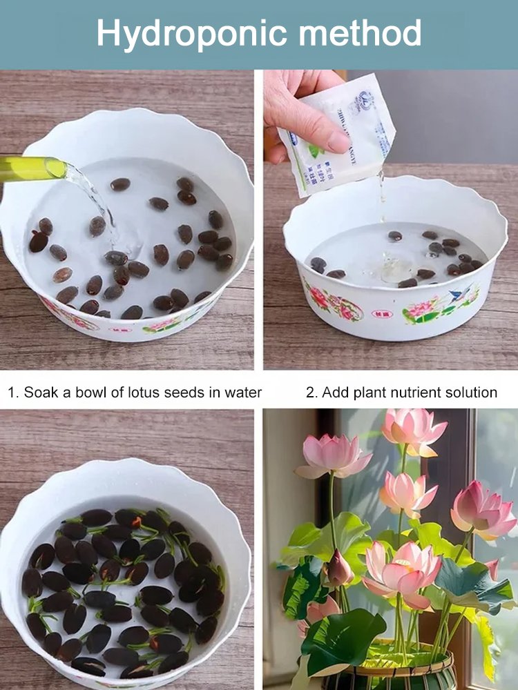 [Beginner-friendly] Hydroponic lotus seeds 